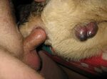 Animal Porn and Beastiality Image Board - Post 15200: anal a